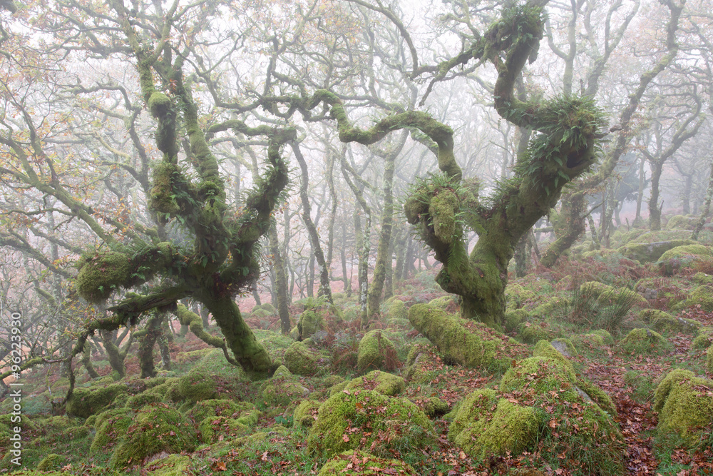 Twisted oaks in a misty Wistmans Wood Dartmoor Devon Uk Twisted oaks in a misty Wistmans Wood Dartmoor Devon Uk