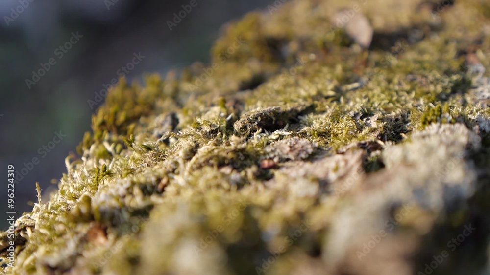 Shallow DOF green moss on sunlight slow panning Shallow DOF green moss on sunlight slow panning