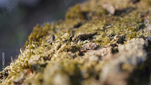 Shallow DOF green moss on sunlight slow panning  photo