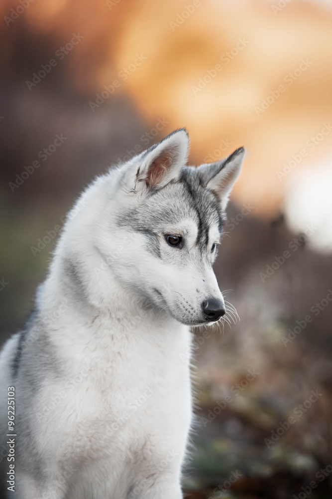 Siberian Husky portrait