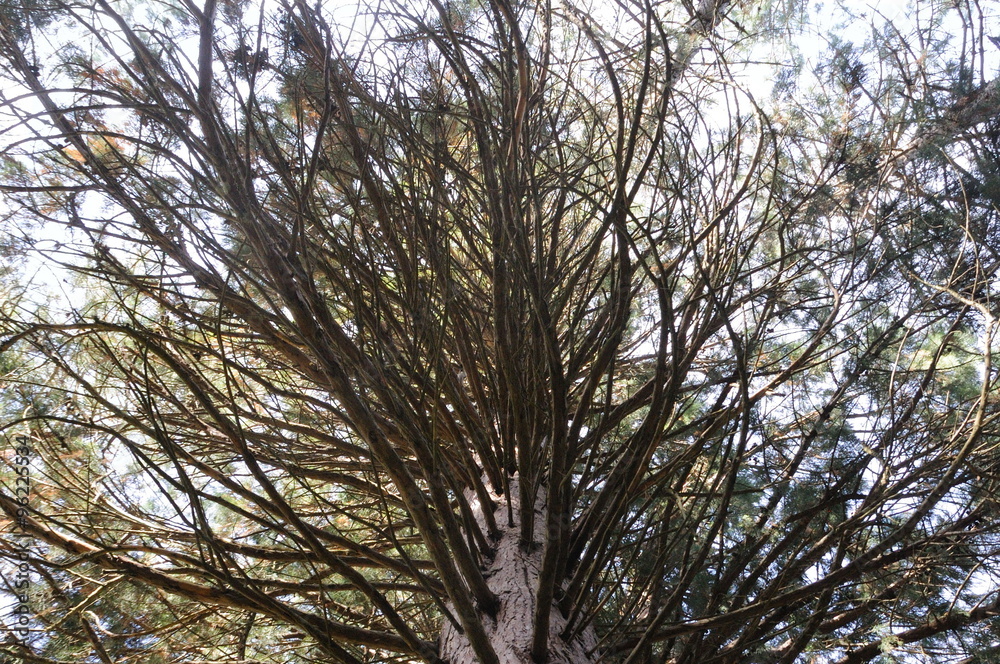 Obraz premium Sequoia