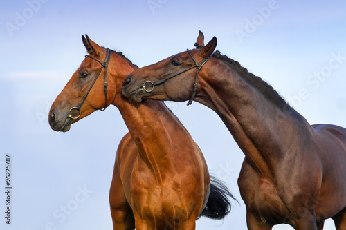 Two beautiful bay horse couple portrait against blue sky