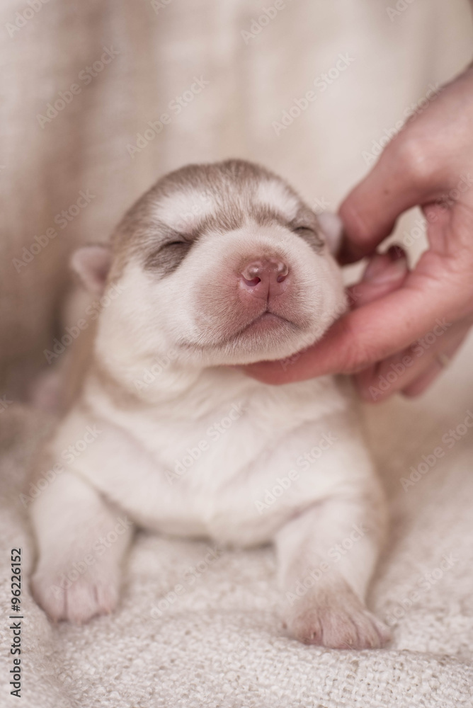 Cute Puppy Siberian husky