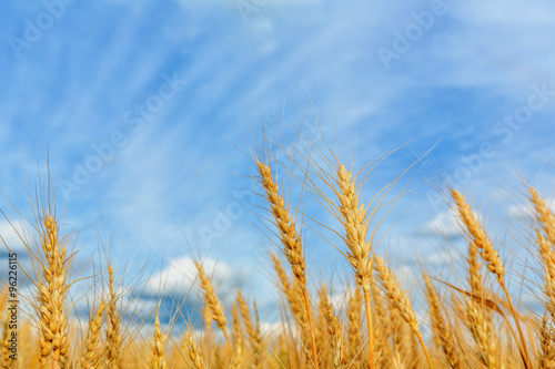 Wheat ears on a background of cloudy sky