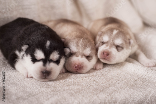 Newborn siberian husky puppies © brusnikaphoto