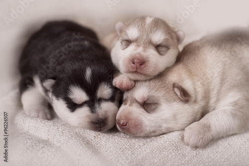 Newborn siberian husky puppies © brusnikaphoto