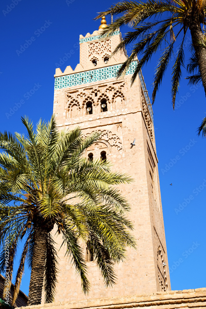 history in maroc africa palm  and the blue