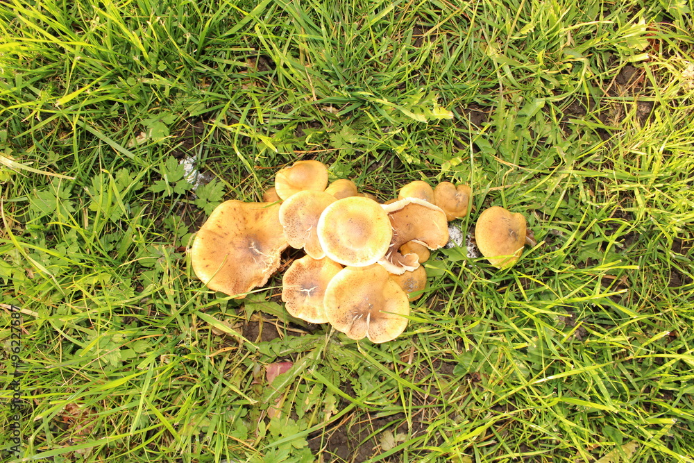 Wild mushrooms on grassland in Hard, Vorarlberg, Austria Wild mushrooms on grassland in Hard, Vorarlberg, Austria