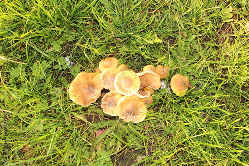Wild mushrooms on grassland in Hard, Vorarlberg, Austria