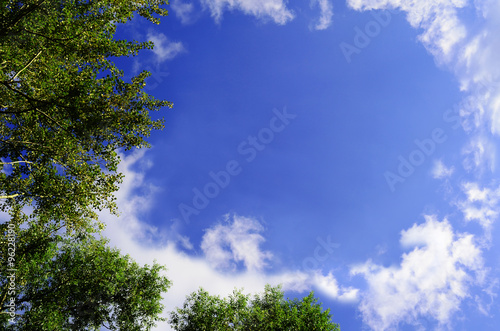 tree tops on blue sky