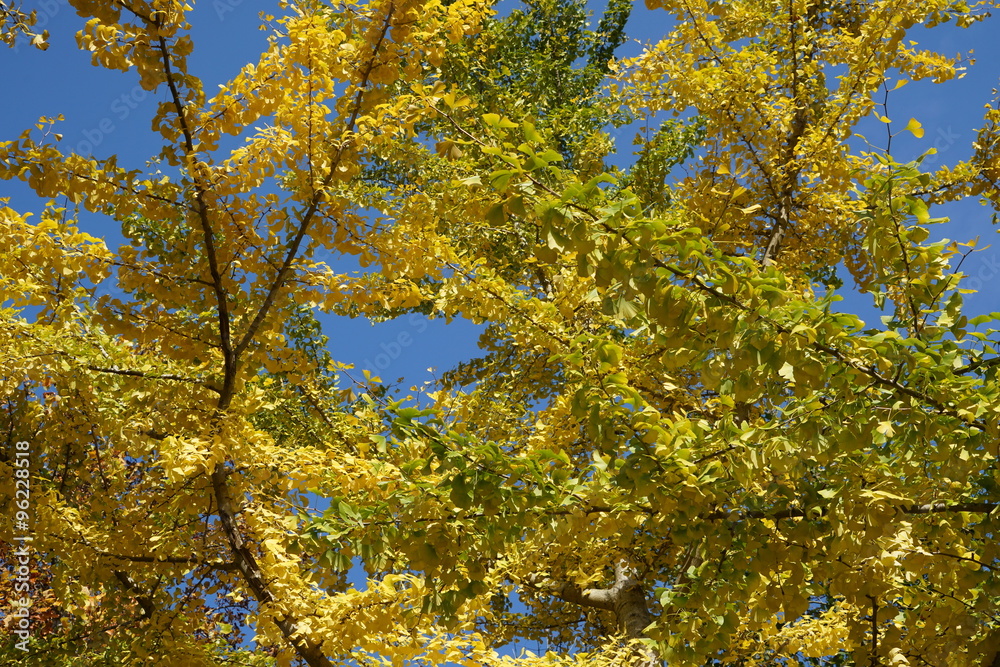 autumn autumn