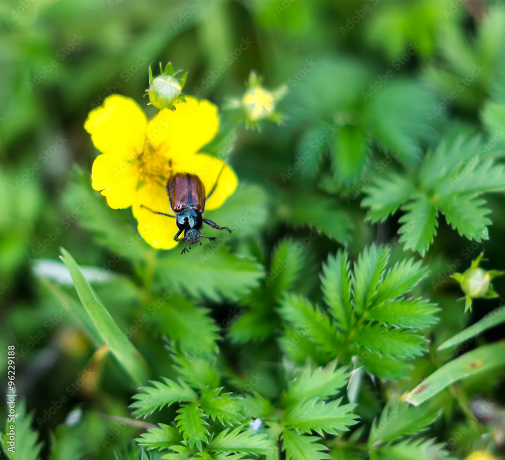 Garden beetle, Phyllopertha horticola Garden beetle, Phyllopertha horticola