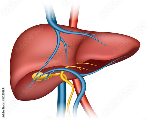 Human liver structure