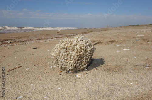 Fotografie Sea sponge