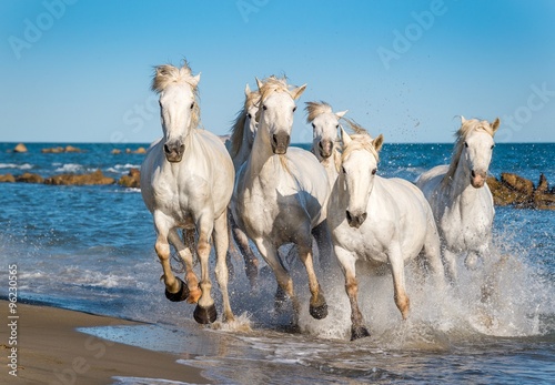 Herd of White Camargue Horses fast running through water in suns #96230565