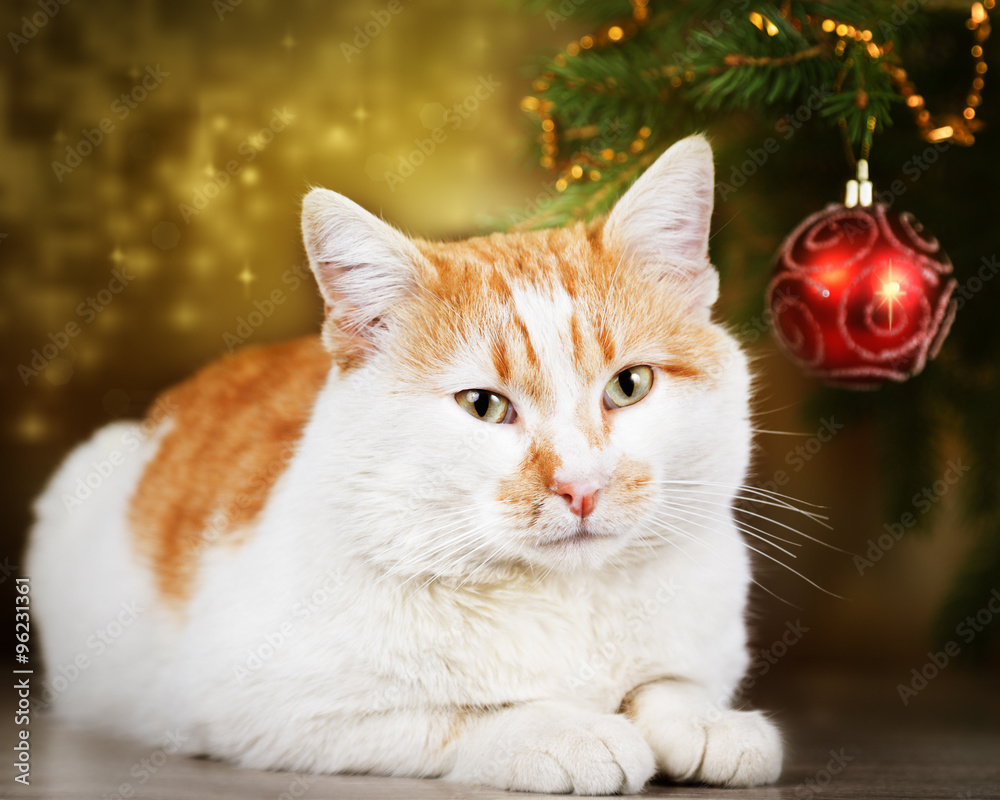 Cute red and white cat resting at Christmas tree