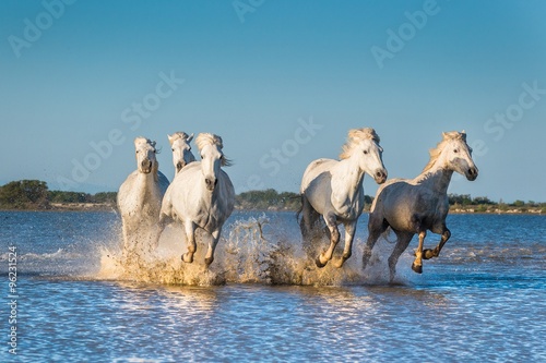 Fototapeta Naklejka Na Ścianę i Meble -  Herd of White Camargue Horses fast running through water in suns
