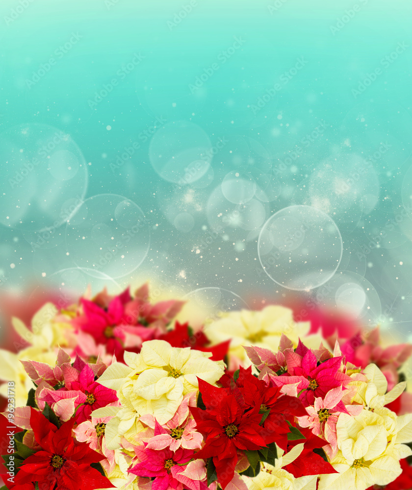 Fototapeta premium frame of pink poinsettia flower or christmas star 