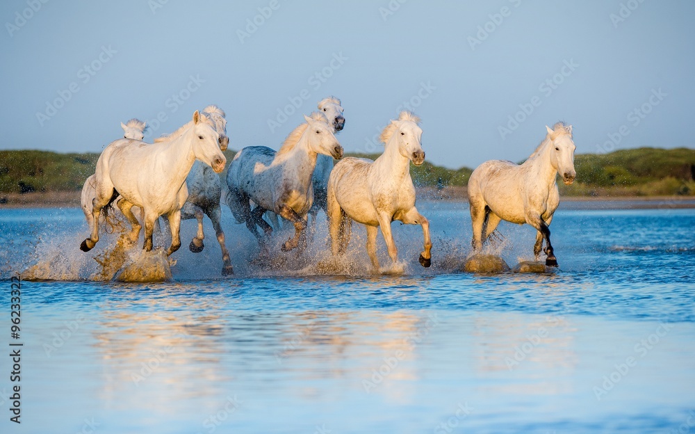 Obraz premium White Camargue Horses running through water in sunset light.