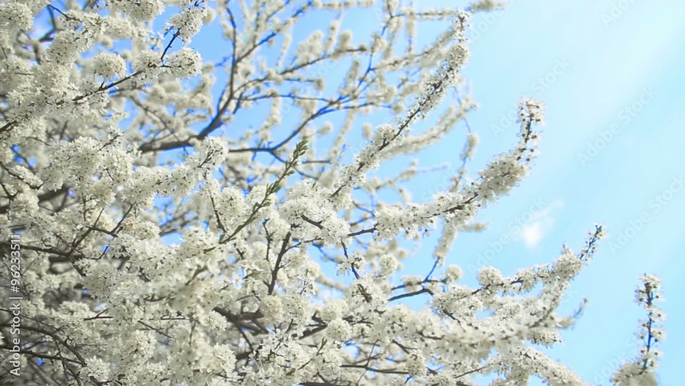 Beautiful apple tree branch Beautiful apple tree branch