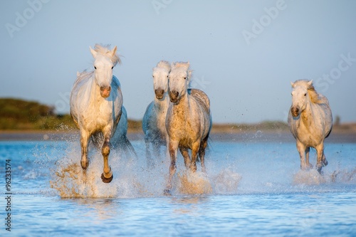 Fototapeta Naklejka Na Ścianę i Meble -   White Camargue Horses running through water in sunset light.