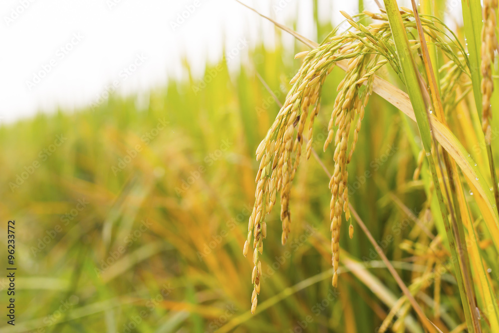 rice field rice field