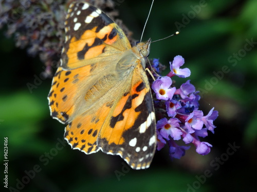 Vanesse de chardon posé sur un lilas fané avec ses ailes ouvertes. photo