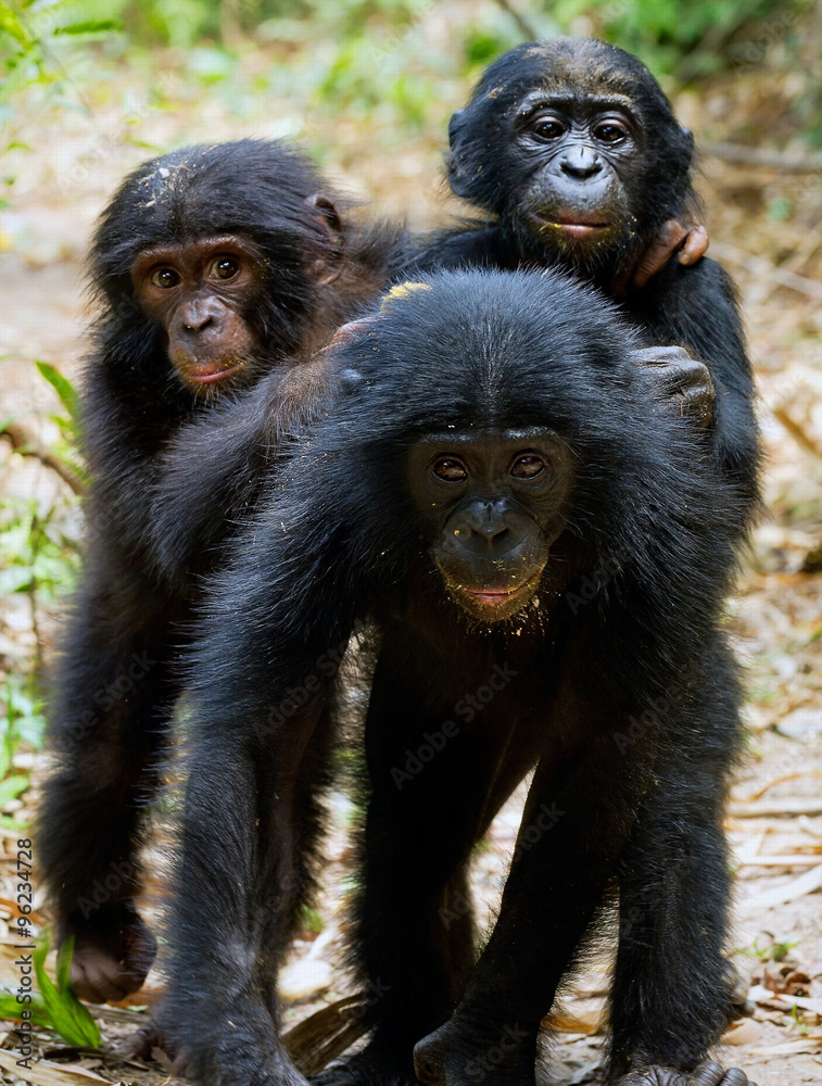 Three cubs of Chimpanzee bonobo ( Pan paniscus) Three cubs of Chimpanzee bonobo ( Pan paniscus)