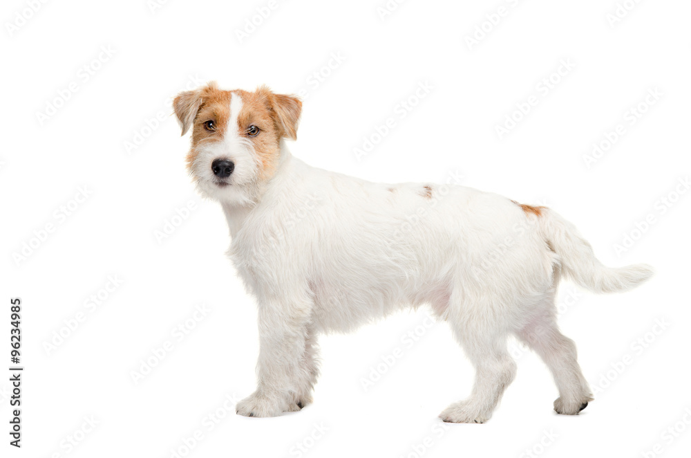 Young dog Jack Russell terrier standing on the white background Young dog Jack Russell terrier standing on the white background
