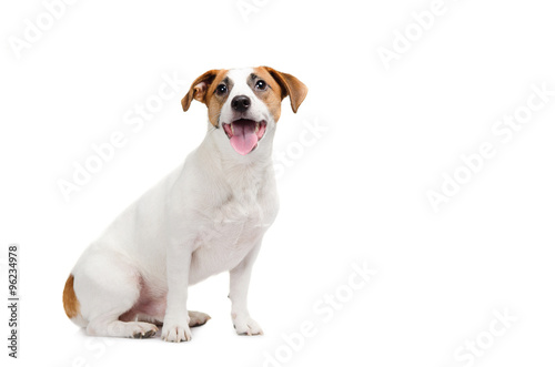 Young dog Jack Russell terrier with his tongue out on the white background photo