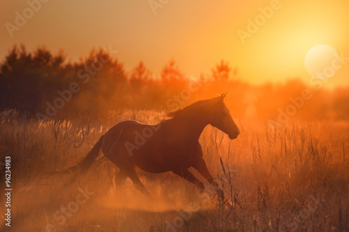 horse run on sunset background