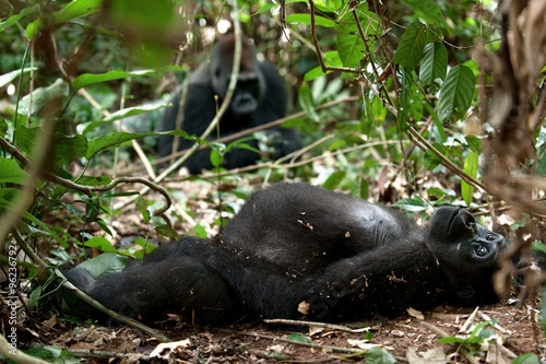 Fotografie, Obraz Gorilla in Congo, western lowland gorilla in jungle Congo.