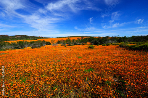 Skilpad Namaqua flowers