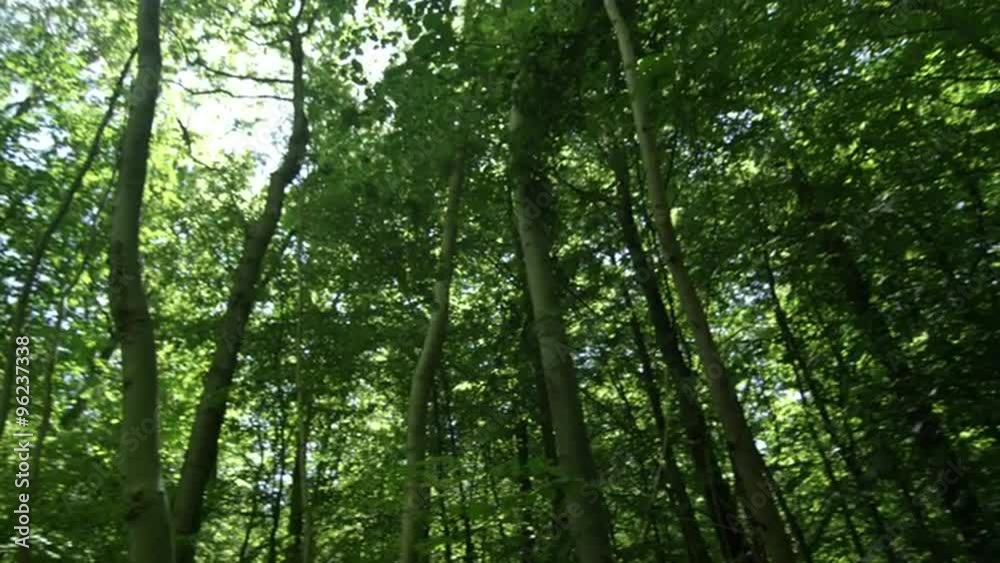 Low angle panning shot of trees in woodland Low angle panning shot of trees in woodland