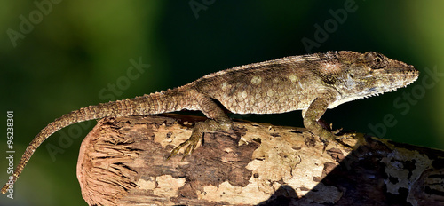 Anolis (Chamaeleolis) guamuhaya (Escambray Bearded Anole). photo