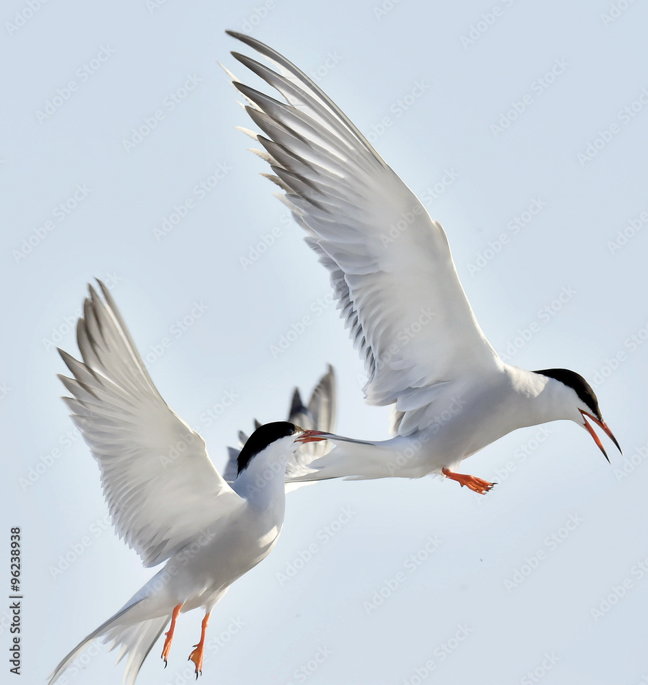 Fototapeta premium The Tern flies holding a beak a tail of other Tern. Closeup Portrait of Common Terns (Sterna hirundo). Adult common terns in flight on the blue sky background