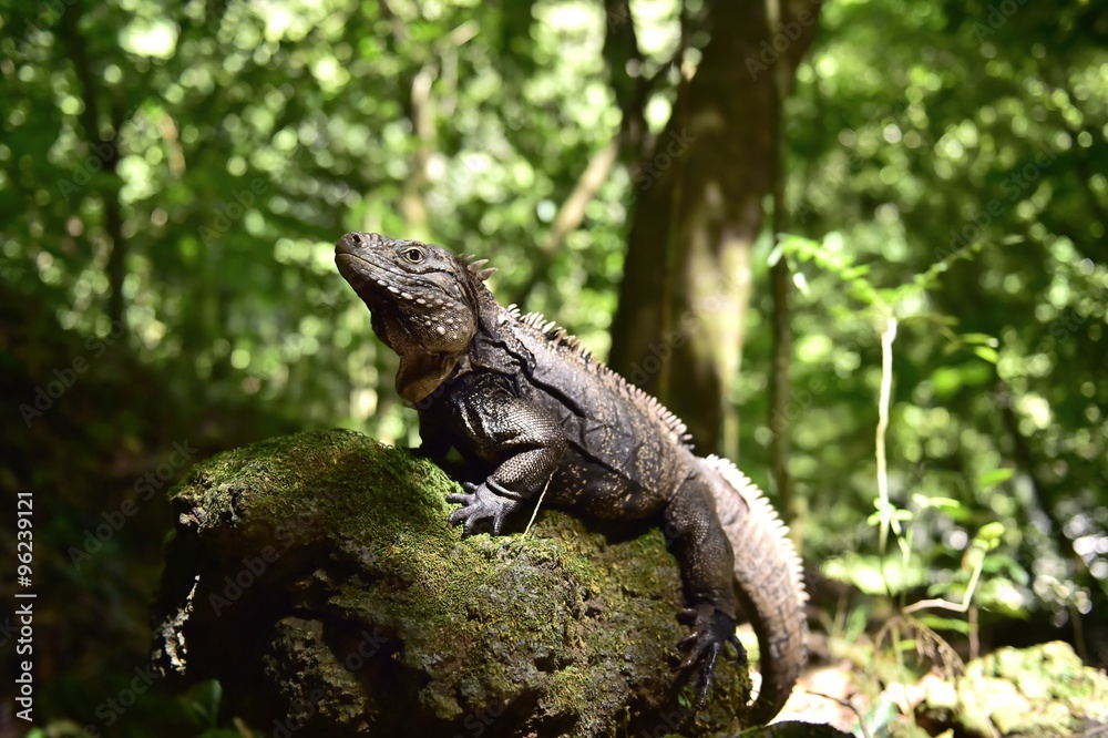 Obraz premium Iguana in the forest. Cuban rock iguana (Cyclura nubila), also k