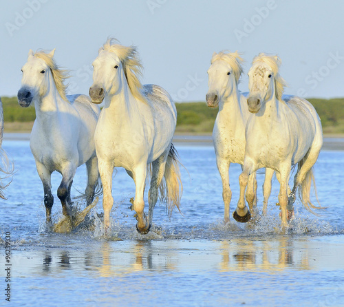 Fototapeta Naklejka Na Ścianę i Meble -  Herd of white horses running through water in sunset light.