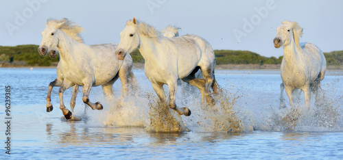 Fototapeta Naklejka Na Ścianę i Meble -  Herd of white horses running through water in sunset light.

