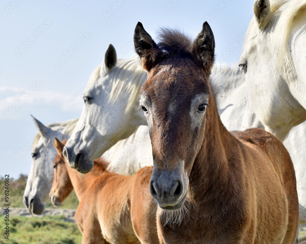 White Camargue Horses with foals stand in nature reserve in Parc Regional de Camargue - Provence, France White Camargue Horses with foals stand in nature reserve in Parc Regional de Camargue - Provence, France