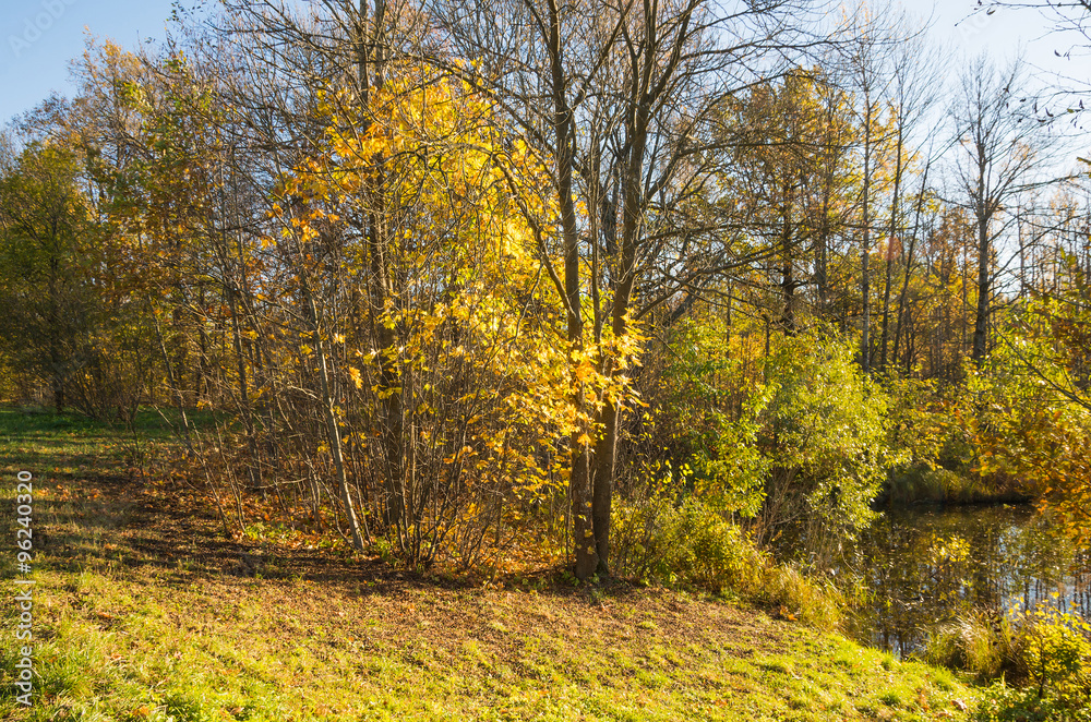 Autumn landscape with bright colorful yellow leaves in Saint-Petersburg region, Russia.
