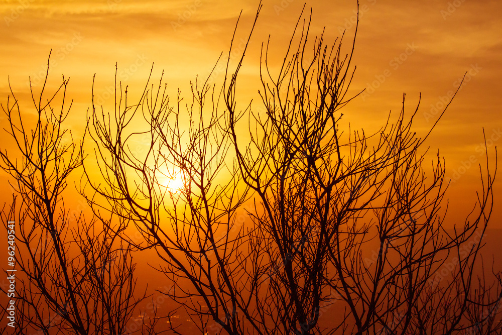 Silhouette of dried tree branches with sky at dusk. Silhouette of dried tree branches with sky at dusk.