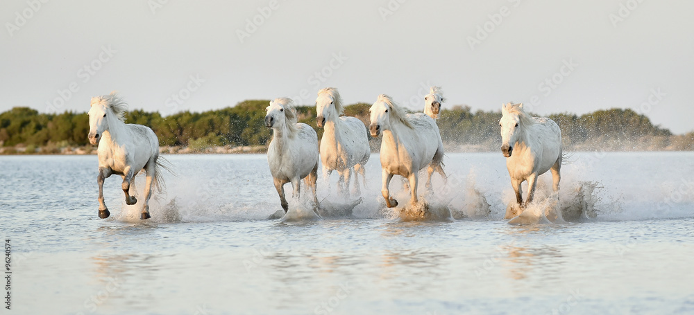 Fototapeta premium Herd of white horses running through water in sunset light.