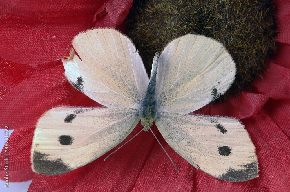 motyl w makro fotografii - obrazy, fototapety, plakaty 