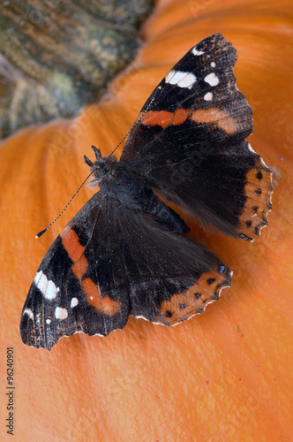 motyl w fotografii makro photo