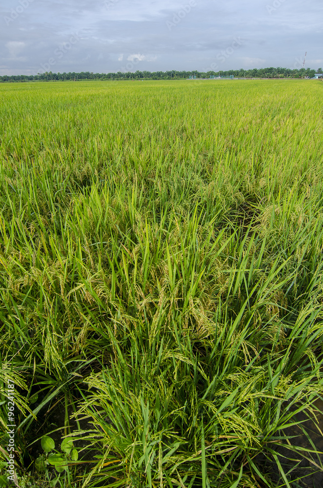 Green paddy field with tree and sky landscape in Malaysia Green paddy field with tree and sky landscape in Malaysia