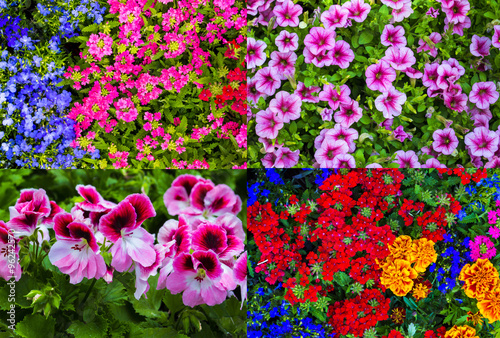 Fototapeta Naklejka Na Ścianę i Meble -  background of flowers