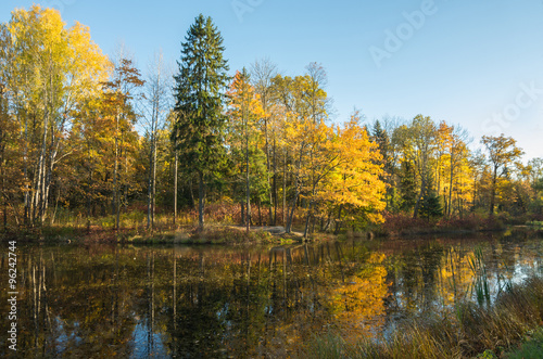 Autumn water landscape with bright colorful yellow leaves in Saint-Petersburg region  Russia.  