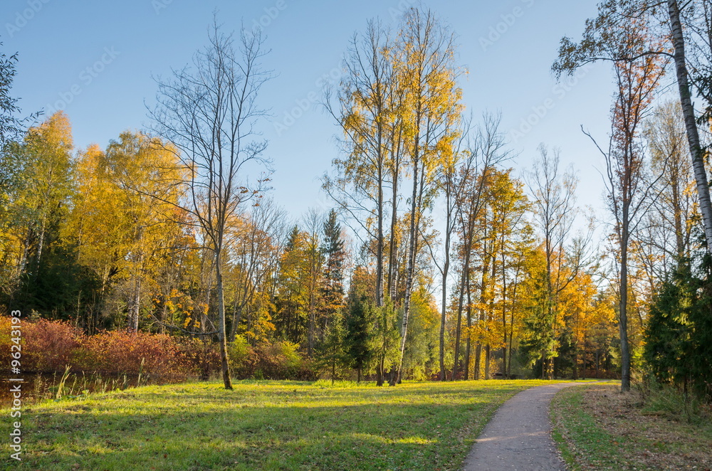Fototapeta premium Autumn landscape with bright colorful yellow leaves in Saint-Petersburg region, Russia.