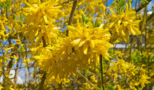 Tableau sur toile Blossoming forsythia in spring